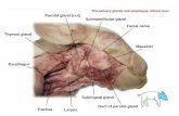 Parotid gland (cut) Submandibular gland Facial nerve Masseter Esophagus 105... · 2015-06-08 · Esophagus . Esophagus Soft palate Hard palate External nares Glottis Tongue Epiglottis