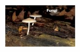 Fungi - ahschools.us · Fungi can be Helpful or Harmful Helpful • Decomposer of dead and decaying material • Releases nutrients back into the soil • Some fungi provide plants