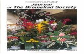 ournai of The BromeliadSociety - BSI6).pdfDuring an excursion to the area of Colonia Tovar-El Junquito with Dr. Walter Till’ and Peter Bak2, the author found and collected this outstanding