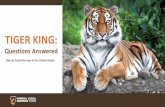 TIGER KING...TIGER KING: Questions Answered Big Cat Captivity Laws in the United States. 5,000 to 10,000 tigers living in captivity in the United States ... •Lend your voice to captive