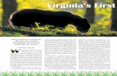Wintergreen residents - Virginiaby a series of break-ins by bears to re-sort homes in 2007 and the removal or euthanasia of nine bears over two years, Wintergreen residents decided