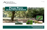 in the Home Orchard - Insects in the City · tion by tree borers. The Improved Pecans publication, referenced above, provides guidelines on growing pecans in Texas. Beneficial insects: