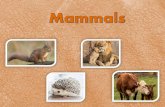 Mammals have hair or fur on their bodies.Mammals nurse their young with milk. Mammals have lungs and need air to breathe. Mammals that live on land have four legs and ears that stick