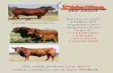 Our cattle perform their BEST when conditions are at their WORST. · 2017-11-08 · • Higher Marbeling Chiefline Red Angus Traits: Chiefline Red Angus genetics have proven their