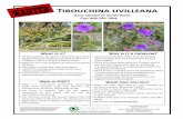 Tibouchina uvilleana · native plants. Glory bush been detected in the Tantalus area in the Honolulu Watershed. OIS is conducting management efforts to eradicate glory bush from this