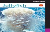 Teacher Edition Jellyfish - AlphaLiteracy te jellyfish.pdf · Cannonball jellyfish 6 Where do jellyfish live? Most jellyfish live in the sea but some live in lakes and rivers. There