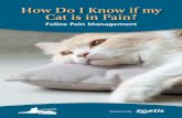 How Do I Know if my Cat is in Pain? - WSAVA...How Do I Know if my Cat is in Pain? Behaviorchangesinyourcataretheprimaryindicatorofpain.Astheperson whoknowsyourcatbest,youareanimportantmemberoftheirhealthcareteam
