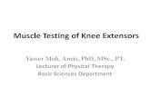 Muscle Testing of Knee Extensorslib.pt.cu.edu.eg/KNEE MANUAL MUSCLE TESTING.pdfVastus Intermedius Muscle Origin-Anterior and lateral surfaces of proximal 2/3 of body of femur.-Distal
