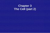 Chapter 3 The Cell (part 2)€¦ · Chapter 3 The Cell (part 2) Golgi complex •Stacked sacs •Receive proteins from ER ... Figure 3.18. Cytoskeleton Supports the Cell •Microtubules