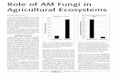 Role of AM Fungi in Agricultural Ecosystems€¦ · Role of AM Fungi in Agricultural Ecosystems Figure 2: AM fungi dominate prairie soil while non-AM fungi dominate our agricultural