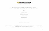 Hydrogeology and Hydrochemistry of the Unconfined Aquifer of … · 2016-11-30 · 1 Department of Applied Geology Hydrogeology and Hydrochemistry of the Unconfined Aquifer of the