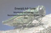 Emerald Ash Borer · • Around 30% of city street trees are ash trees • Estimated: 15,000 ash trees • Slow the spread approach: combining tree removal and insecticide use •