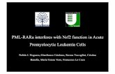PML-RARa interferes with Nrf2 function in Acute Promyelocytic … · 2017-10-03 · Keap1-Nrf2 regulation System . Sumoylation and Nuclear degradation of NRF2 J Biol Chem 2013 Malloy