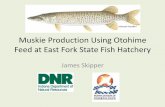 Muskie Production Using Otohime Feed at East Fork State ... · Fish Hatchery. • Fertilized eggs are transferred to East Fork State Fish Hatchery after approximately 10 days of incubation.