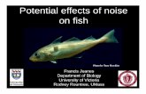 Potential effects of noise on fish · Rountree & Juanes . Black Drum, Pogonias cromis Red Drum, Sciaenops ocellata Weakfish, Cynoscion regalis Case Studies: Sciaenid (drum fishes)