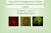 Improvement of transgenic strains of Aedes aegypti for the ... · A large amount of TRANSGENIC MOSQUITOES . We would like to recall that this mosquitoes are not the well known CULEX