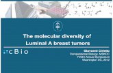 The Molecular Diversity of Luminal A Breast Tumors · Chuck Perou Katie Hoadley ...and the whole TCGA Breast AWG! Appendix(A Luminal A Recurrently Mutated Genes (q < 0.05) data from