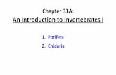 Chapter 33A: An Introduction to Invertebrates I · An Introduction to Invertebrates I 1. Porifera 2. Cnidaria . ANCESTRAL PROTIST Common ancestor of all animals Porifera Cnidaria