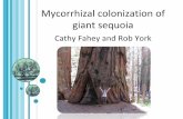 Mycorrhizal colonization of giant sequoiacaforestpestcouncil.org/wp-content/uploads/2013/01/cathy-fahey.pdf · Sequoias: long‐lived pioneer species. A bad-ass species. ... and giant