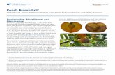 Peach Brown Rot - EDIS · Brown rot disease can occur on all stone fruit cultivars grown in Florida, including peaches, nectarines, and plums. Early-maturing varieties and natives