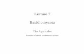 Lecture 7 Basidiomycota - University of Torontocourses.eeb.utoronto.ca/eeb331/2008_lecturesPDFs/... · (fruiting bodies not found yet) - G3 Attini fungi About 200 spp. of Attini ants