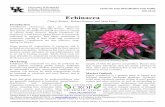 Echinacea - University of Kentucky · Echinacea plants can be field-grown for herbal or ornamental use, or container-grown for ornamental use. Growing medicinal herbs may necessitate