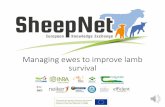 Managing ewes to improve lamb survival...Managing the inexperienced ewe She does need to give birth for the first time! Give her the best opportunity for everything to work: Time to