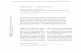 Organization of Transcriptioncshperspectives.cshlp.org/content/2/9/a000729.full.pdf · Organization of Transcription Lyubomira Chakalova1,2 and Peter Fraser1 1Laboratory of Chromatin