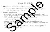 Etiology of NE Sample - MemberClicks · Etiology of NE Main cause: Clostridium perfringens types A and C necrosis of the intestinal mucosa is caused by toxins (alpha, NetB and/or