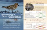 Recording information on Spoon-billed Sandpipers...Bird 1 in near full winter plumage (code 2). It is not possible to see its legs. Bird 2 in near full breeding plumage (code 6). Upper