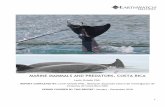 MARINE MAMMALS AND PREDATORS, COSTA RICA · group (whales and dolphins) is closely associated with the protection of other element of the whole Golfo Dulce’ food web, including
