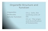 Organelle Structure and function · Organelle Structure and function! Organelles! Molecules! Cellular function! Ch 5: Cells, the working units of life! Ch 27: The origin and diversiﬁcation