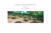 Baseline Ecological Monitoring of Ulva Island Marine Reserve€¦ · 4). Sea urchins have shifted upwards in their depth distribution at some sites, now having large dense aggregations