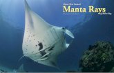 Papua New Guinea’s Manta Rays - X-Ray Mag · feature Manta Rays From a distance, there is little to distinguish the small island of Gonu Bara Bara from the myriad of others in this