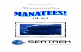 Distance Learning Programmanatipr.org/.../08/Mote-SeatrekManateesEdGuide.pdf · Would you believe… • Studies show that the closest modern relatives of manatees and dugongs aren’t