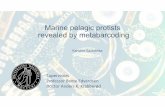 Marine pelagic protists revealed by metabarcoding · 2019-02-15 · Marine pelagic protists revealed by metabarcoding Karoline Saubrekka Supervisors ... From Caronet al. 2012 basedonBaldauf2008.