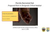 Florida Bonneted Bat · 17.06.2020  · Florida Bonneted Bat Proposed Critical Habitat -Summary - • FBB is a large, tropical bat that roosts in tree cavities and forages long distances.