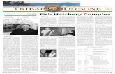 Fish Hatchery Complexbloximages.newyork1.vip.townnews.com/tribaltribune... · Gonzaga University and a J.D. from Wayne State University Law School. ... Tribal Attorney Michelle Rivard
