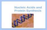 Nucleic Acids and Protein Synthesis€¦ · TRANSLATION: MAKING PROTEINS Translation – when ribosomes in the cytoplasm use the sequence of codons in mRNA to assemble amino acids