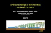 Benefits and challenges of alternate wetting and drying in ... Sustainable intensification: win-win
