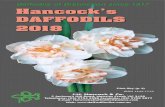 Daffodils of Distinction since 1917 Hancock’s DAFFODILS 2018 · 2018-01-10 · DAFFODILS EARLY FLOWERING MINIATURE NEW. 5 RAPTURE:6Y-Y Stunning long-blooming yellow cyclamineus