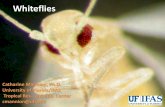 Whiteflies - University of Arizona · F. benjamina • Infested shade house; Soil and Foliar Application of Insecticides; Pest Problems on Ficus • 2003 –us thrips Fic • 2003