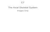 C7 images axial skeleton · Axial skeleton . VERTEBRAL COLUMN PELVIC (HIP) GIRDLE SKULL Cranial portion Facial portion PECTORAL (SHOULDER) GIRDLE Clavicle Scapula THORAX Sternum Ribs