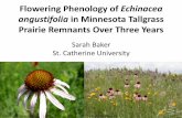 Flowering Phenology of Echinacea angustifolia in Tallgrass ...echinaceaproject.org/.../uploads/Sarah_Baker_NCUR_Presentation_FI… · Methods •Tracked flowering phenology of E.