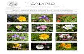 The CALYPSORubus parviflorus, thimbleberry Ceanothus thyrsiflorus, blueblossom Limnanthes douglasii, meadowfoam and yellow-faced bumble bee Sisyrinchium californicum, golden eyed grass