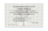 Subphylum Uniramia Class Insectaw3.marietta.edu/~mcshaffd/invert/13insects2_2002.pdf · Subphylum Uniramia Class Insecta II. Orders Mallophaga, Anoplura, Thysanoptera, Hemiptera,