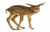 Art - Deer - 00 - Photo Reference · Title: Art - Deer - 00 - Photo Reference.jpg Created Date: 2/28/2017 8:24:59 PM