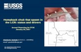 Humpback Chub that spawn in the LCR: status and drivers€¦ · • Majority of chubs recruitment in the LCR. • Some proportion of juvenile chub leave Little Colorado, and most