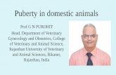 Puberty in domestic animals€¦ · Puberty in females is defined as the age at which they first express estrus with ovulation. Regarding heifers, puberty has been defined as the