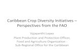 Caribbean Crop Diversity Initiatives – Perspectives from the FAO · 2012-12-19 · food and agriculture including seed systems, for increasing crop production and achieving ...
